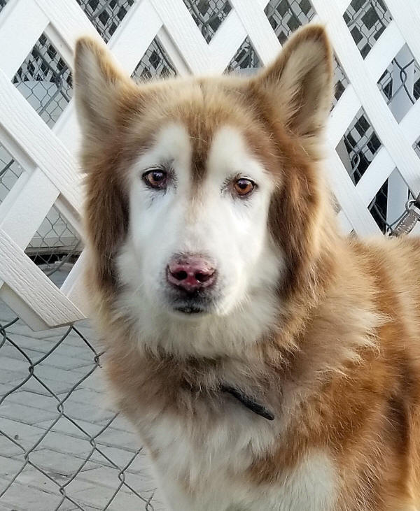 socal husky rescue